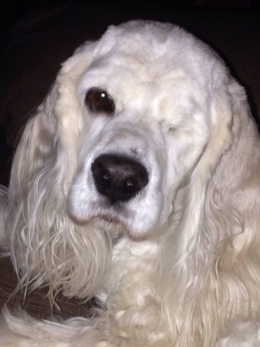 Photo 8 from COMMUNITY ANIMAL RESCUE AND EDUCATION INC